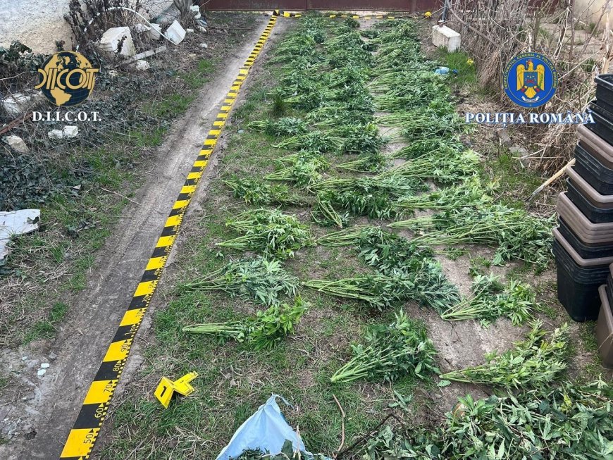 Cultură ilegală de canabis descoperită în Arad