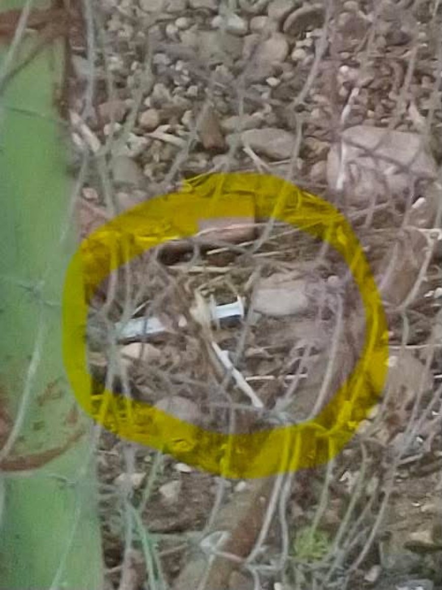 Acuzații grave privind poluarea la adăpostul de câini din Lugoj