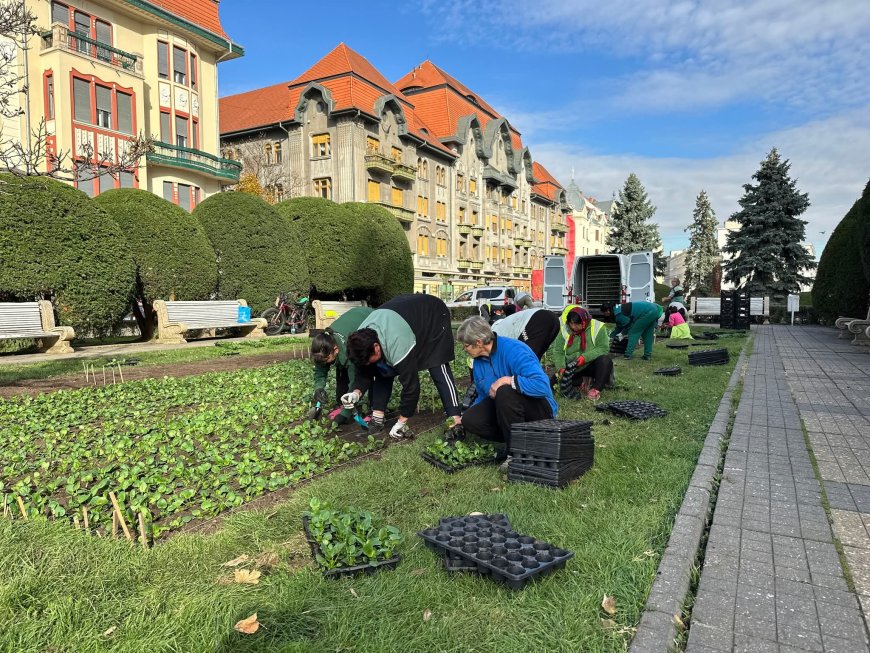 Spațiile verzi centrale și arborii de pe aliniamente intră în întreținerea societății Horticultura