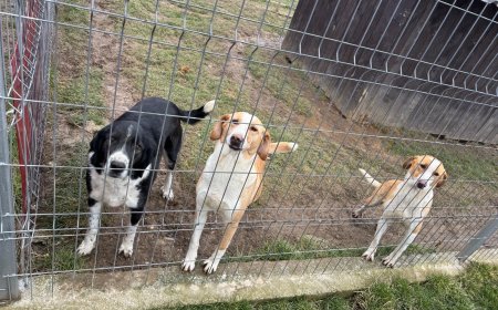 Polițiștii din Caraș-Severin marchează Ziua Animalelor fără Stăpân