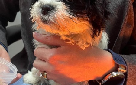 Bărbat reținut după ce a furat un pui de Shih Tzu pentru a-l face cadou