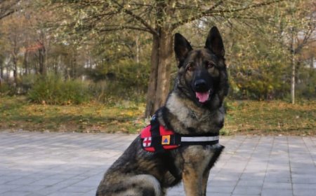 Max – un an de antrenamente și loialitate la ISU Hunedoara