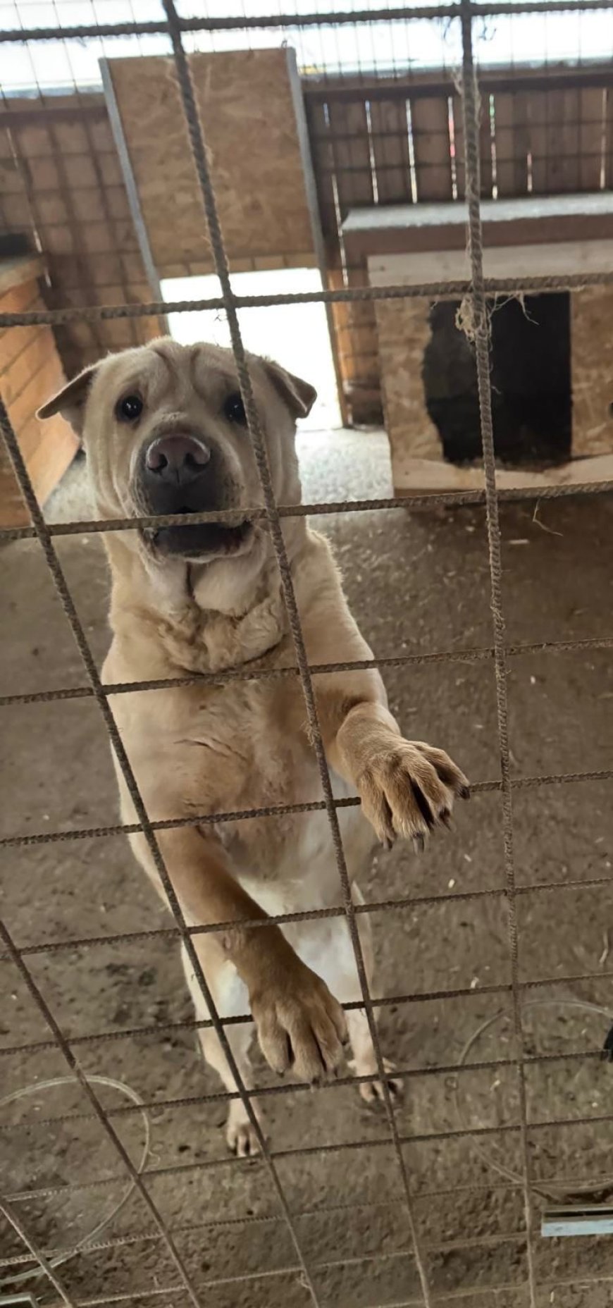Polițiștii din Caraș-Severin marchează Ziua Animalelor fără Stăpân