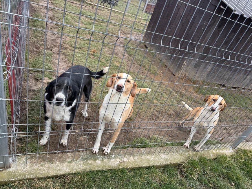 Polițiștii din Caraș-Severin marchează Ziua Animalelor fără Stăpân