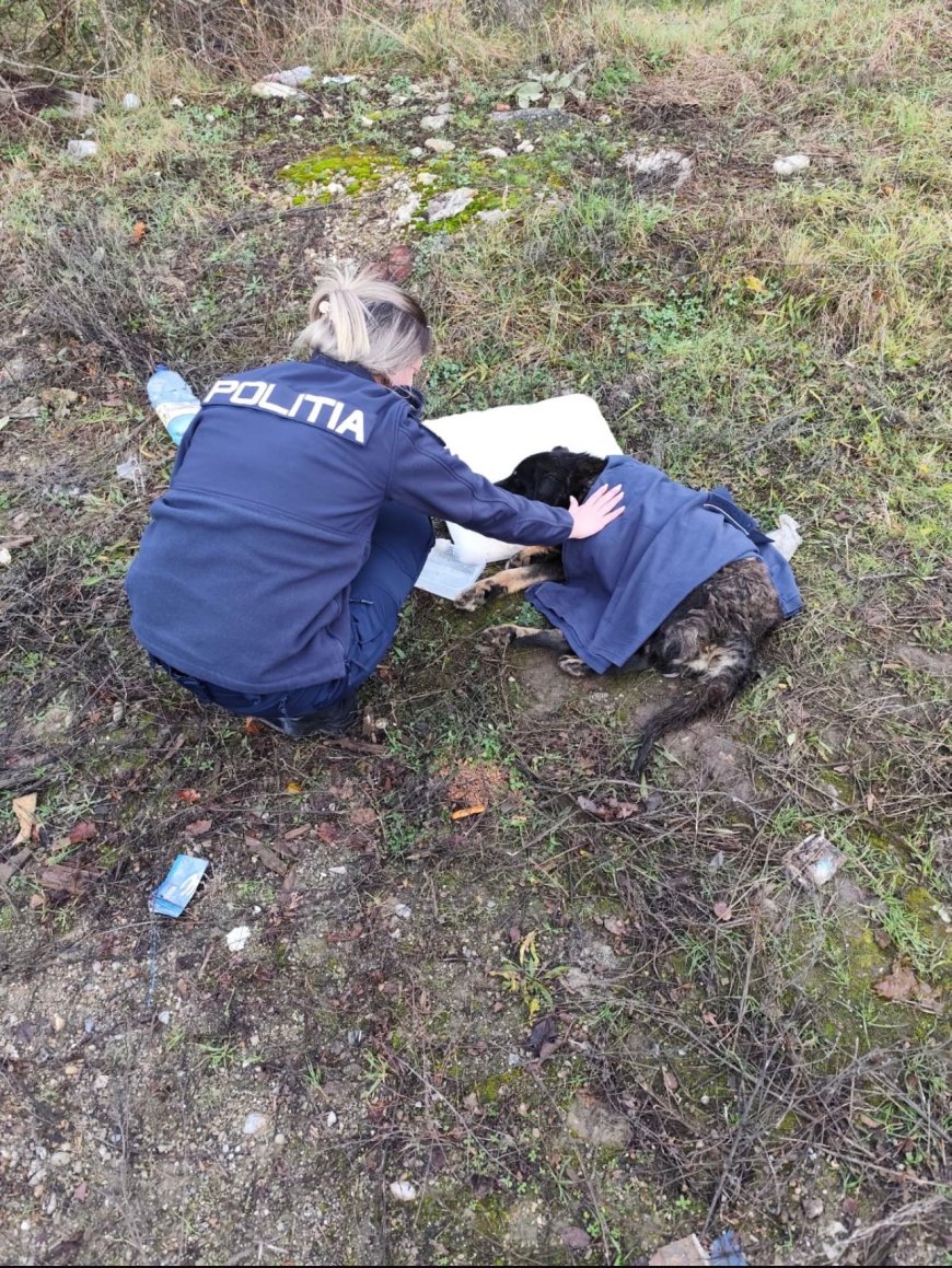 Polițiștii din Caraș-Severin marchează Ziua Animalelor fără Stăpân