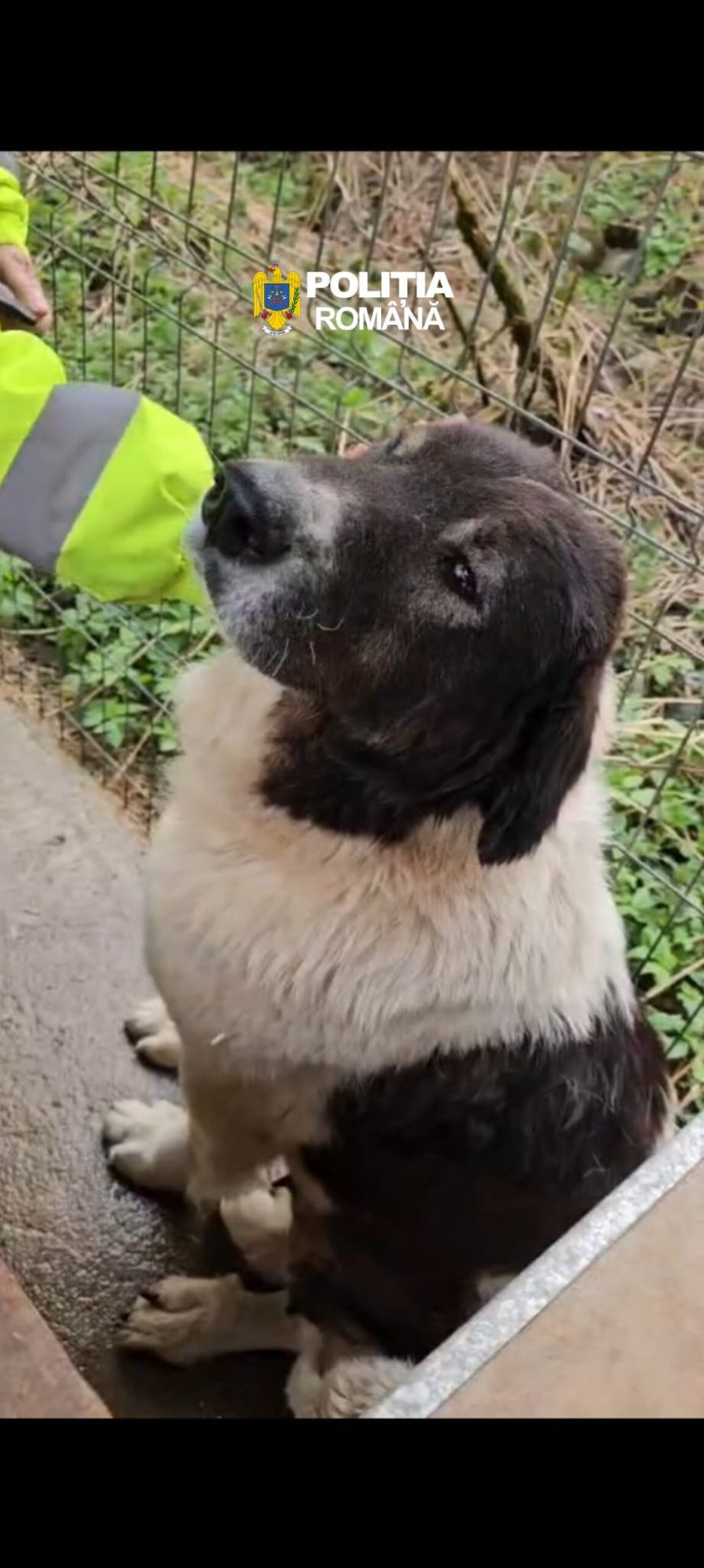 O cățelușă bolnavă, salvată de polițiști