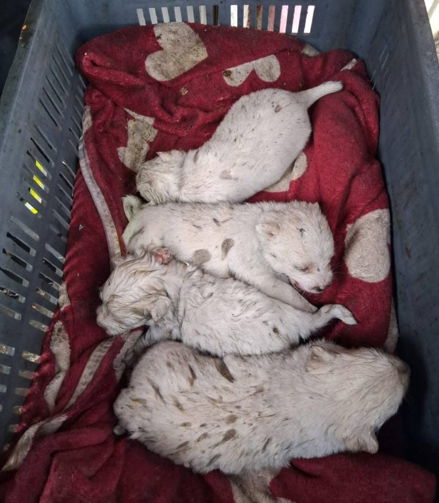Incendiu generalizat la o uscătorie de lemne, extins la casele din vecinătate
