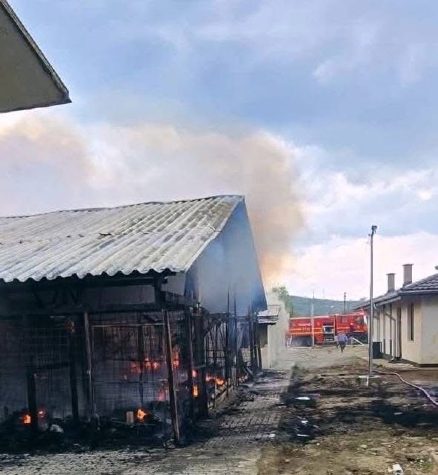 Incendiu generalizat la o uscătorie de lemne, extins la casele din vecinătate