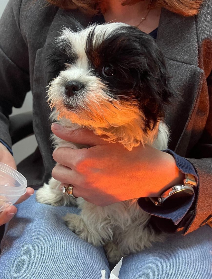 Bărbat reținut după ce a furat un pui de Shih Tzu pentru a-l face cadou