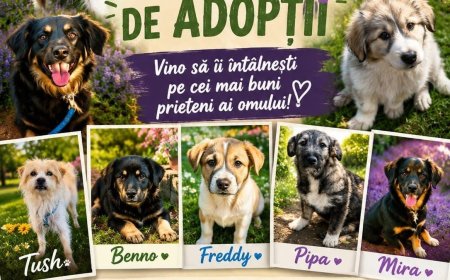 Târg de adopții canine organizat sâmbătă, la Timișoara