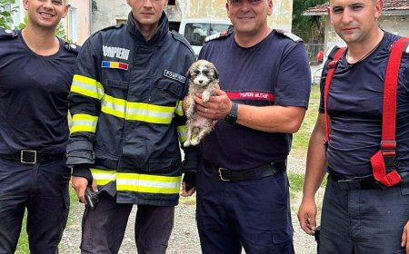 Cățel salvat dintr-un canal tehnologic la Timișoara după o intervenție a pompierilor