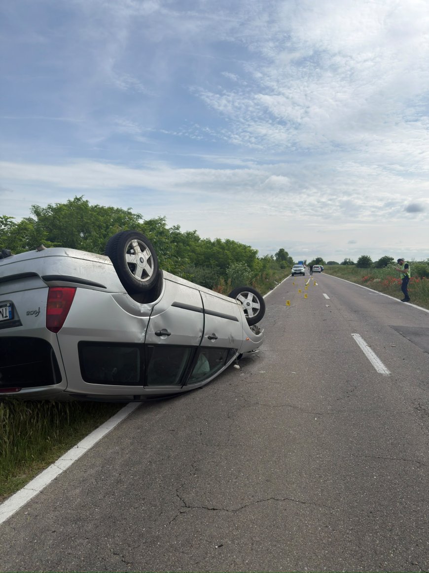Accident în Timiș! Un cal a fost lovit mortal