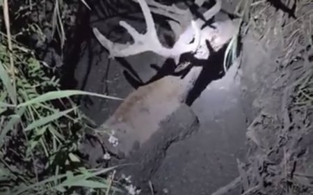 VIDEO | Primarul Răzvan Brăzdău, erou pentru un animal neajutorat