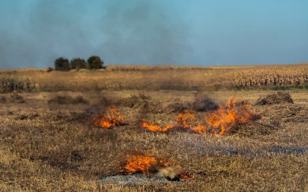 Stop încendiilor de vegetație