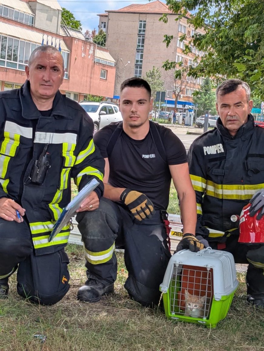Un strigăt de ajutor și un final fericit pentru un pui de pisică