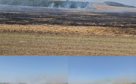 Incendiu de vegetație la Giarmata