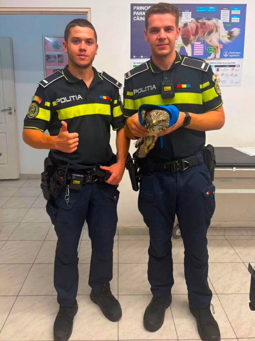 Polițiștii din Arad au salvat un șoim rănit