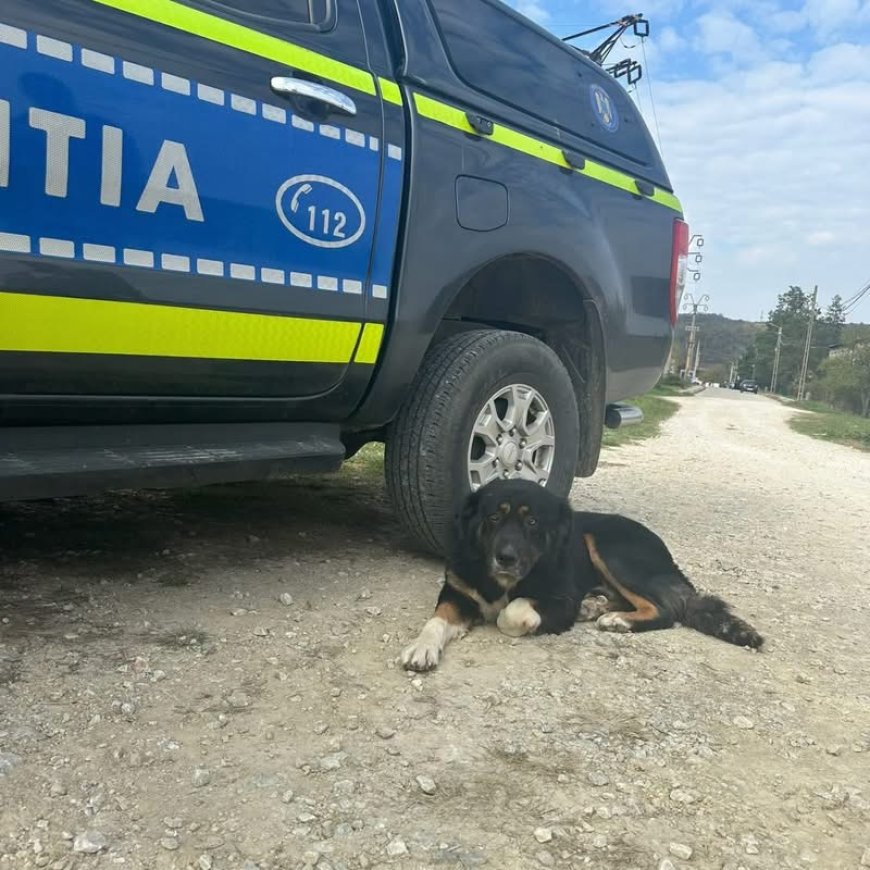 Mesajul IPJ Caraș-Severin de Ziua Internațională a Câinelui: „Adoptați, nu abandonați!”