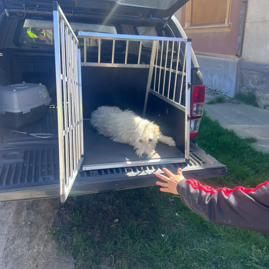 Mesajul IPJ Caraș-Severin de Ziua Internațională a Câinelui: „Adoptați, nu abandonați!”