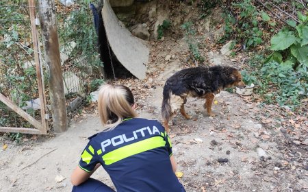 Câine maltratat, salvat de polițiști