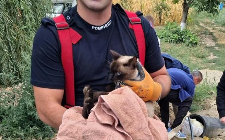 Pisică salvată după două zile de la dispariție