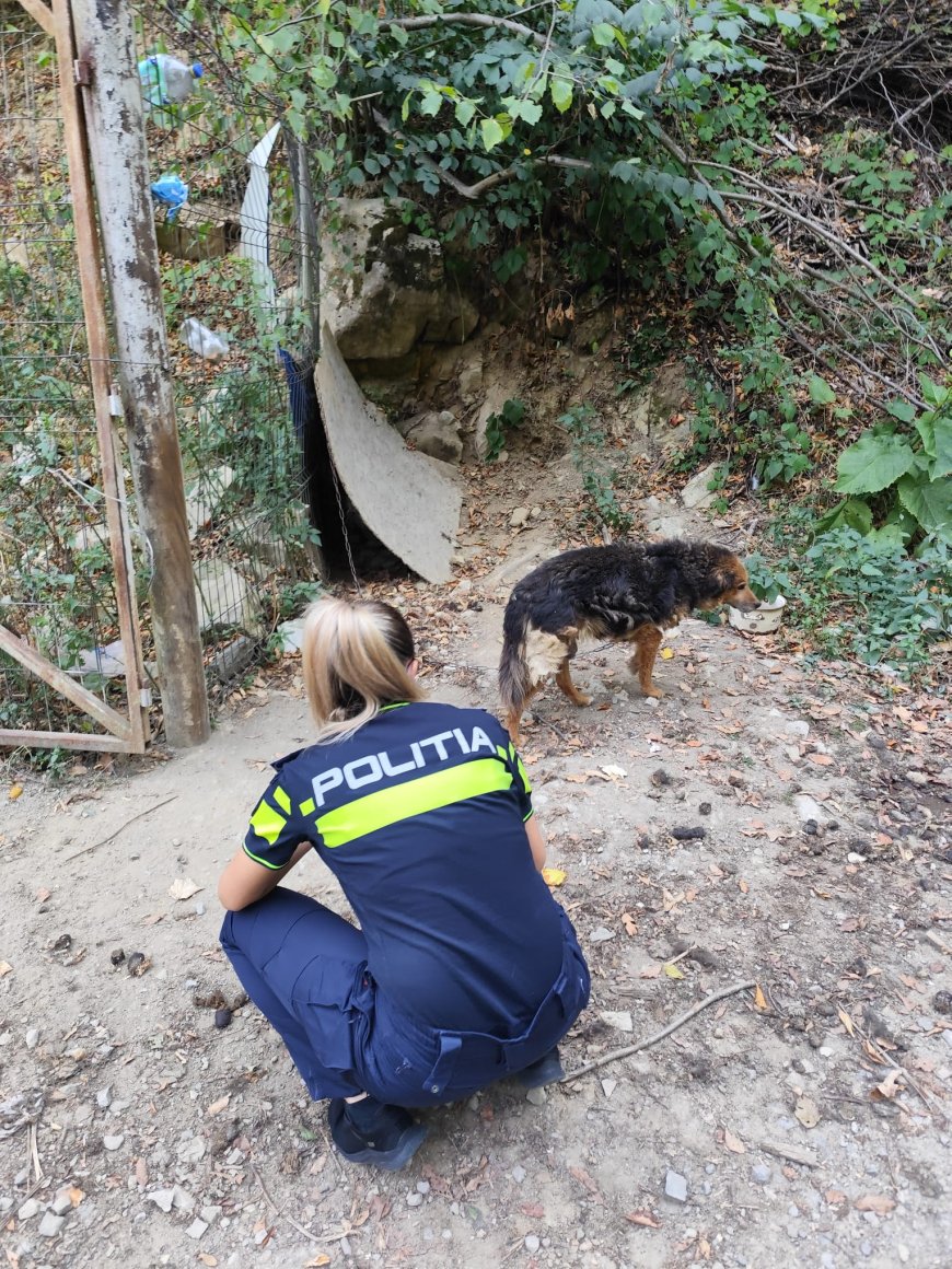Câine maltratat, salvat de polițiști