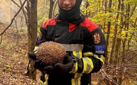 Sonic, micul arici salvat de pompierii timișeni