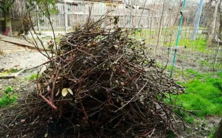 Campania de toamnă a colectării resturilor vegetale în Remetea Mare