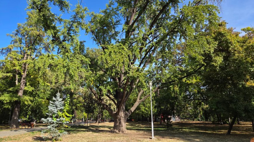 Povestea arborelui din Parcul Copiilor